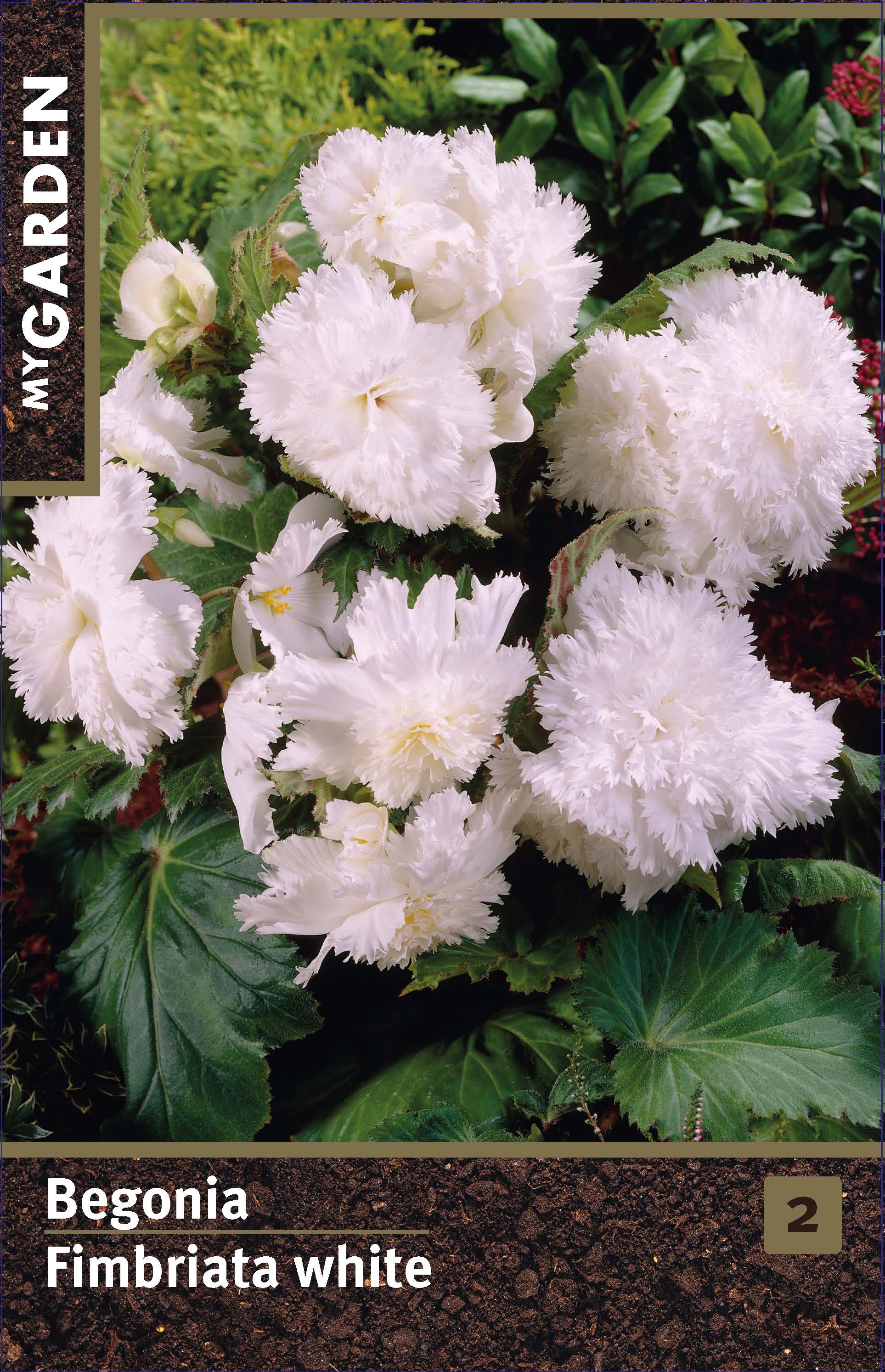 Бегония фимбриата белая